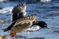 flying male duck