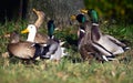 flocks of ducks in the meadow