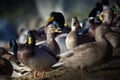 flocks of ducks by the river