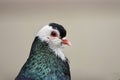 The most commonly bred breed of domestic pigeon in the Czech Republic - Bohemian Steller Cropper. Beautiful closeup