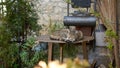 Most Content Cat in the World Sleeps on Table beside a Mail Box outside his home.