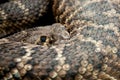 Snake, viper, tropical, dangerous, evil, fright, scales, wildlife, gaze, big close-up, cold-blooded animal