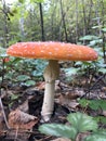 Is the most dangerous mushroom of the autumn forest. Amanita muscaria is used as an intoxicant and entheogen in Sib