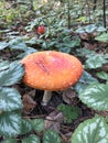 Is the most dangerous mushroom of the autumn forest. Amanita muscaria is used as an intoxicant and entheogen in Sib Royalty Free Stock Photo