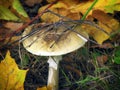 The most dangerous mushroom - a pale toadstool. Deadly poisonous mushroom - Amanita phalloides