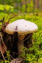 The most dangerous and poisonous pale toadstool lurking in the woods among the moss Royalty Free Stock Photo