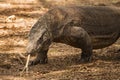 Komodo Dragon, Indonesia Royalty Free Stock Photo