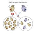 Daphnia use a combined strategy of asexual and sexual reproduction during their life cycle
