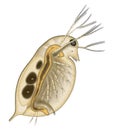 Daphnia is a genus of small planktonic crustaceans