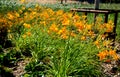 Most daylilies have flower stalks 60-90 cm high, some up to 1.8 m. The flowers are tubular, open in the morning and last only one