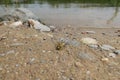 Dragon fly on river edge