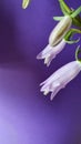 The most delicate flowers on a purple background, so small, so touching.