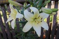 The most delicate Lily blooms in the garden