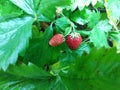 The most delicious wild berry is strawberry.