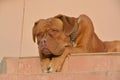 Most dog dogue de bordeaux waits owner