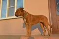 Most dog dogue de bordeaux waits owner