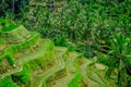 The most dramatic and spectacular rice terraces in Bali can be seen near the village of Tegallalang, in Ubud Indonesia