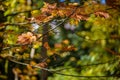 Fall Season Maple Leaf Hanging On Tree Branches Adding Orange, Red, and Yellow Autumn Color To The Pacific Northwest Forest Royalty Free Stock Photo