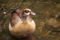 The most famous and common wild duck