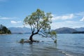 The Most Famous Lone Tree That Wanaka Tree in Wanaka, Otago, New Zealand in Summer Royalty Free Stock Photo