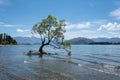 The Most Famous Lone Tree That Wanaka Tree in Wanaka, Otago, New Zealand in Summer