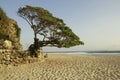 Most famous spot a single Duras Tree on stonewall in Pok Tunggal Beach