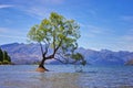 The Wanaka Tree in New Zealand Royalty Free Stock Photo