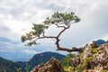 Most famous tree in Pieniny Mountains