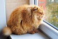 Most fat glutton funny ginger cat Royalty Free Stock Photo