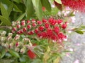 Bottlebrush flower, budding Royalty Free Stock Photo