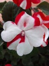 Impatiens Redwhite