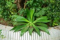 Green agave in the corner of the park