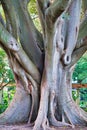 Most interesting old tree in Cape Town, South Africa