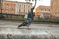 The most italian pigeon you can find near the Anfiteatro Romano di Lecce in the historic centre of Lecce, Italy Royalty Free Stock Photo