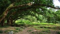 Most large banyan