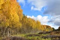 The most picturesque time of the year is Golden autumn. The leaves have turned yellow, but still hold on to the branches, the sky Royalty Free Stock Photo