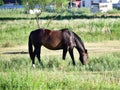 American Quarter Horse in a Field with Horse Trailer