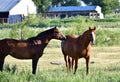 American Quarter Horse in a Field with Horse Trailer