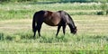 American Quarter Horse in a Field with Horse Trailer