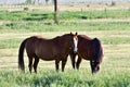 American Quarter Horse in a Field with Horse Trailer