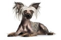 the most popular dog breeds worldwide in no particular order, Isolate on white background.