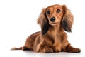 the most popular dog breeds worldwide in no particular order, Isolate on white background.