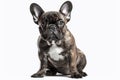 the most popular dog breeds worldwide in no particular order, Isolate on white background.