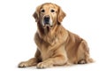 the most popular dog breeds worldwide in no particular order, Isolate on white background.