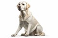 the most popular dog breeds worldwide in no particular order, Isolate on white background.