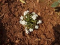 The Indian phlox flower plant