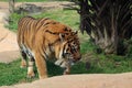 Bengal tiger pacing in his enclosure