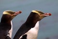 Most precious penguin living, Yellow-eyed penguin, Megadyptes antipodes, New Zealand Royalty Free Stock Photo