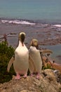 Most precious penguin living, Yellow-eyed penguin, Megadyptes antipodes, New Zealand Royalty Free Stock Photo