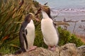 Most precious penguin living, Yellow-eyed penguin, Megadyptes antipodes, New Zealand